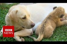 The little lion cub raised by a dog- BBC News