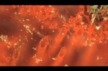 World's oldest fossils unearthed - UCL (short version)