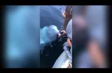 The russian "spy" whale brings a dropped phone back up to the surface.