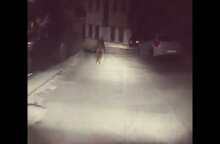 ΒΙΝΤΕΟ-Συνάντηση με  μια αρκούδα, σε κεντρικό δρόμο του Μετσόβου!