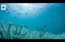 Mass Coral Bleaching of the Great Barrier Reef | WWF-Australia