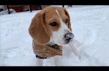 Cute beagle surprised by snow