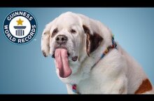 Dog with the longest tongue - Guinness World Records