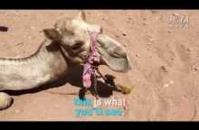 Animals Beaten and Whipped in 'Lost City' of Petra