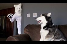 Husky Pranked By Wolf Mask!