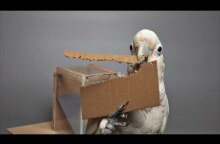 Cockatoos Make Tools from Different Materials