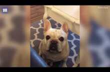 Angry French bulldog throws tantrum over Cheerios