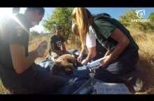 Απεγκλωβισμός μικρής αρκούδας στον Κορυδαλλό Τρικάλων