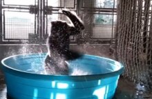 Gorilla at Dallas Zoo is a 'Dancing Machine'