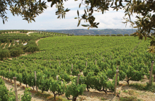 Ελληνικές επιχειρήσεις ποντάρουν στην καινοτομία και την εξωστρέφεια