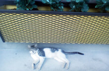 Ο γάτος του «Pronto» (κι όχι μόνο)