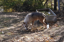  Η Φρέγια και ο Ραούλ 