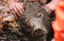 αρκούδα, Γρεβενά