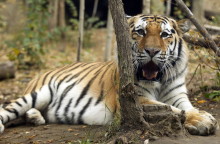 Τίγρη κυκλοφορούσε ελεύθερη στο Παρίσι - έπεσε νεκρή από σφαίρες
