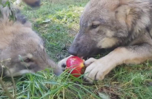 Τέσσερις πολύ άγριοι λύκοι και το μήλο της Έριδος (video)