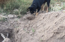 σκύλος, ταφή