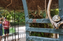 Οι κρυμμένες κουκουβάγιες της Αθήνας