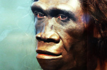 homo-erectus-adult-female-1.jpg