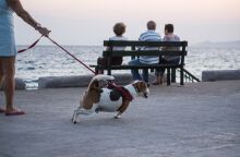 Γ. Τσιρώνης: Πληρώνουμε για το ΙΧ μας, για το ζώο μας δεν θα πληρώσουμε; 