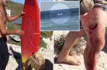 shark_attack_1524015439963.jpg