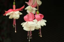 Ποιοι γιορτάζουν σήμερα 29 Απριλίου; 