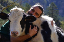 cows-love-cuddles.jpg
