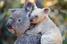 koala23423.jpg
