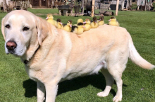 dog-and-duck.jpg