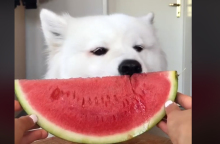 watermelon.jpg
