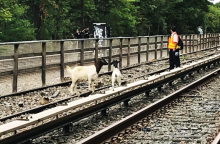 goatsonsubwaytracks.jpg