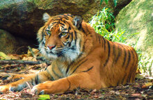 tigers-169905_1920.jpg