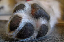 dog-paws.jpg
