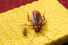 american-and-german-cockroaches-bug_0902.jpg