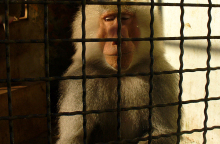 sad-monkey-behind-bars.jpg