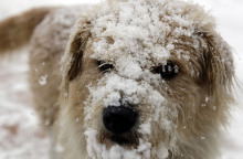 Χιόνι - Σκύλος 