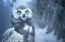 owl-3184032_1920.jpg