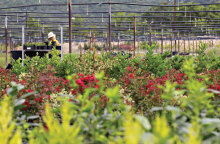 Ελληνικός Χρυσός