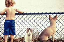 ΚΑΤΟΙΚΙΔΙΑ ΣΤΟ ΣΠΙΤΙ 