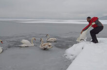 Εγκλωβισμένοι κύκνοι στην παγωμένη λίμνη της Καστοριάς