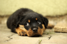 rottweiler-869018_1920.jpg
