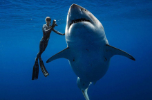 Λευκός καρχαρίας