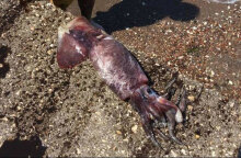 Καλαμάρι-γίγας στην Κρήτη