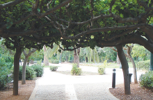 Η αλέα με τις μουριές. Το χειροποίητο στολίδι του κηπουρού  που αποφάσισε να πλέξει τα κλαριά.