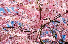 japanese-cherry-trees-3063992_1280.jpg