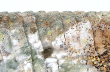 Μουχλιασμένο ψωμί