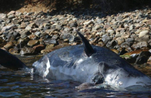 νεκρή φάλαινα