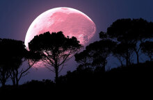 pink-moon