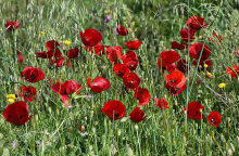 Παπαρούνες 