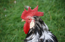 rooster
