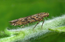 πεταλούδες